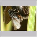 Stylops melittae - Faecherfluegler m29 5mm an Andrena vaga.jpg